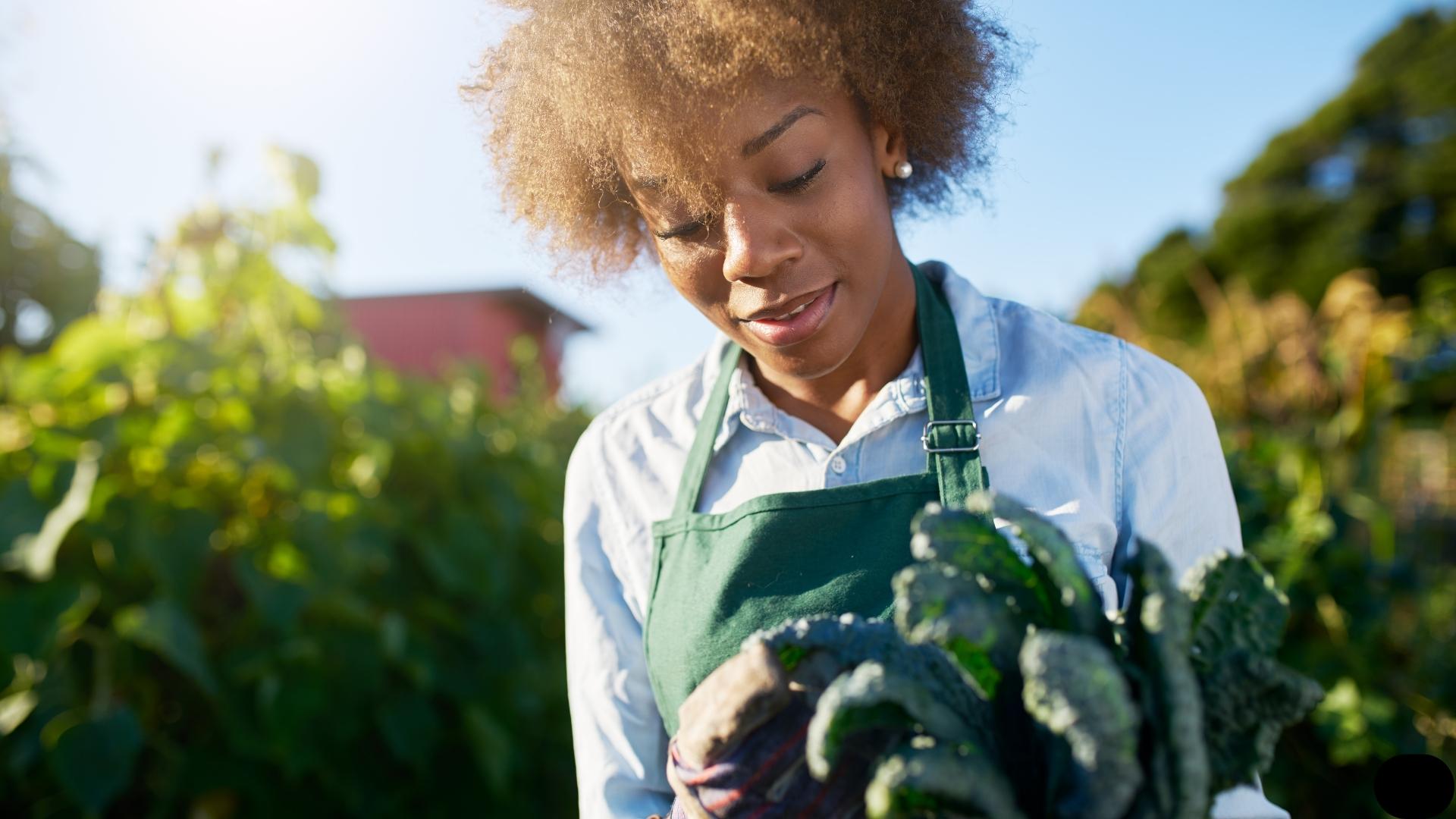 Black female farmer harvesting fresh vegetables.